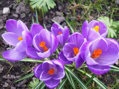 Spring flowers spring flowers