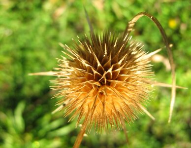 Close up nature wild plant