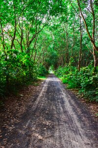 Tree green thailand photo