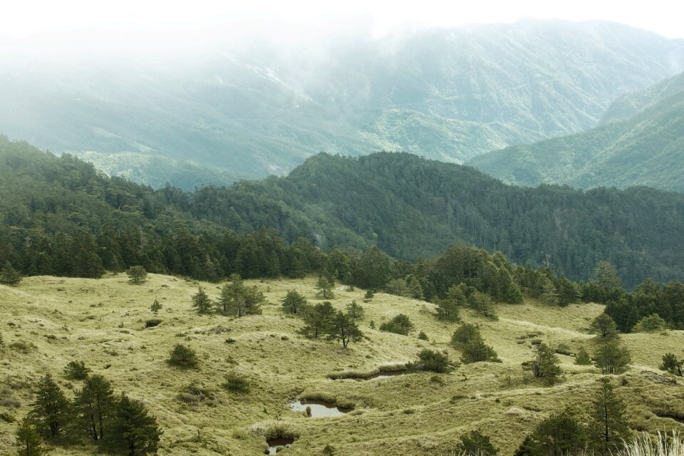 Mountain open country forest