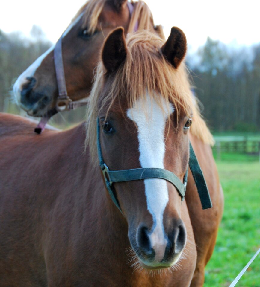 Friendship two brown
