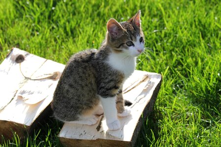 Cat domestic cat pet