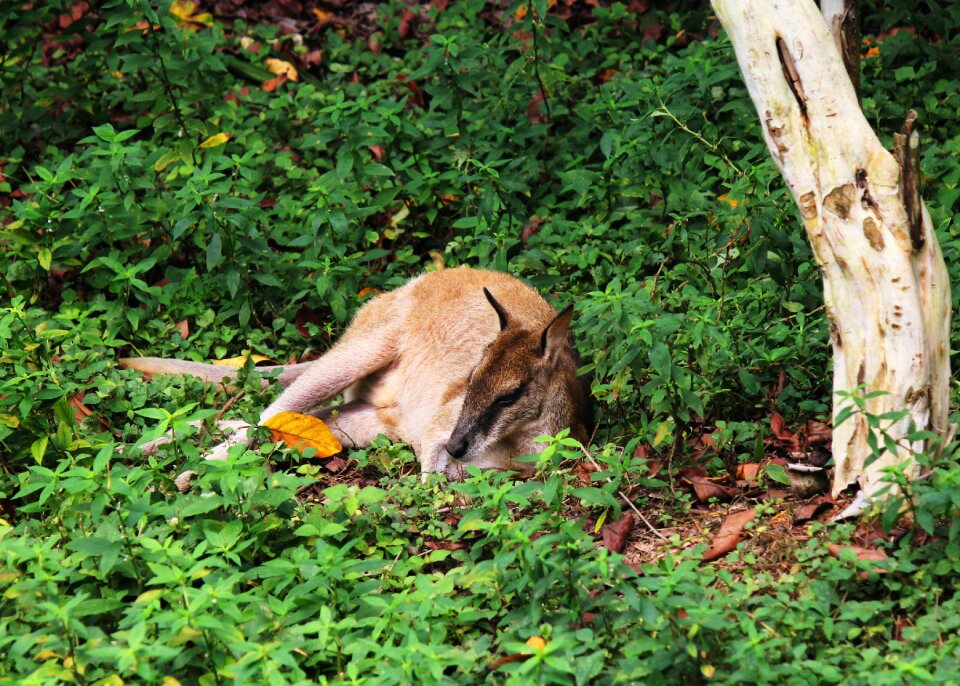 Australia wild wildlife