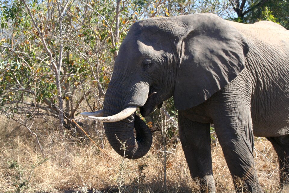 Elephant nature wildlife