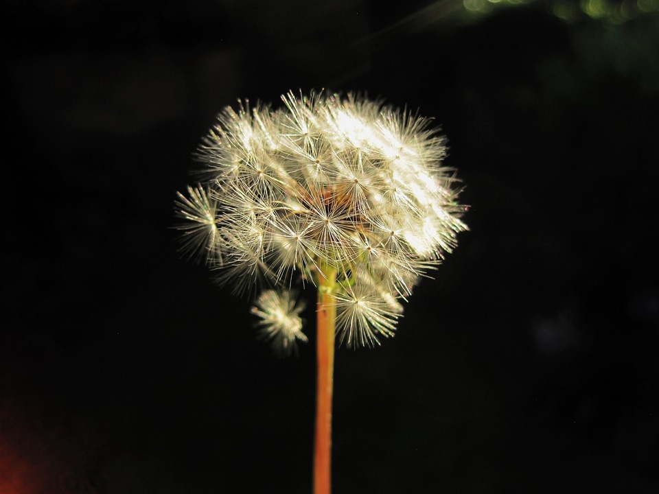 White fluffy delicate