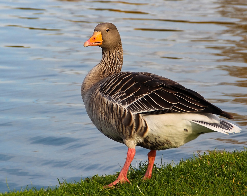 Geese water bill