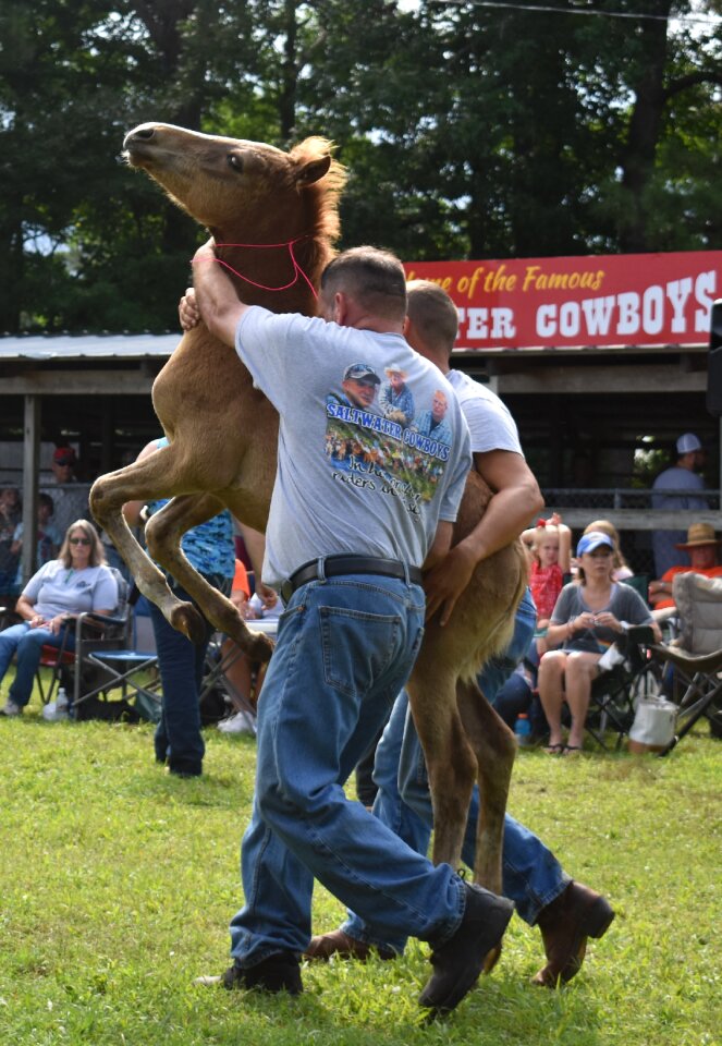 Pony penning rearing pony
