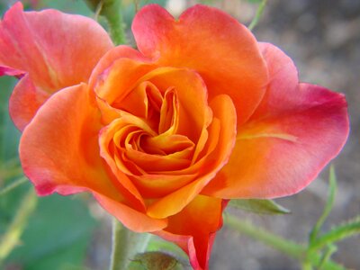 Peach bloom