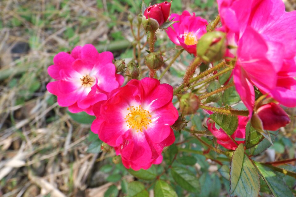 Color pink spring garden
