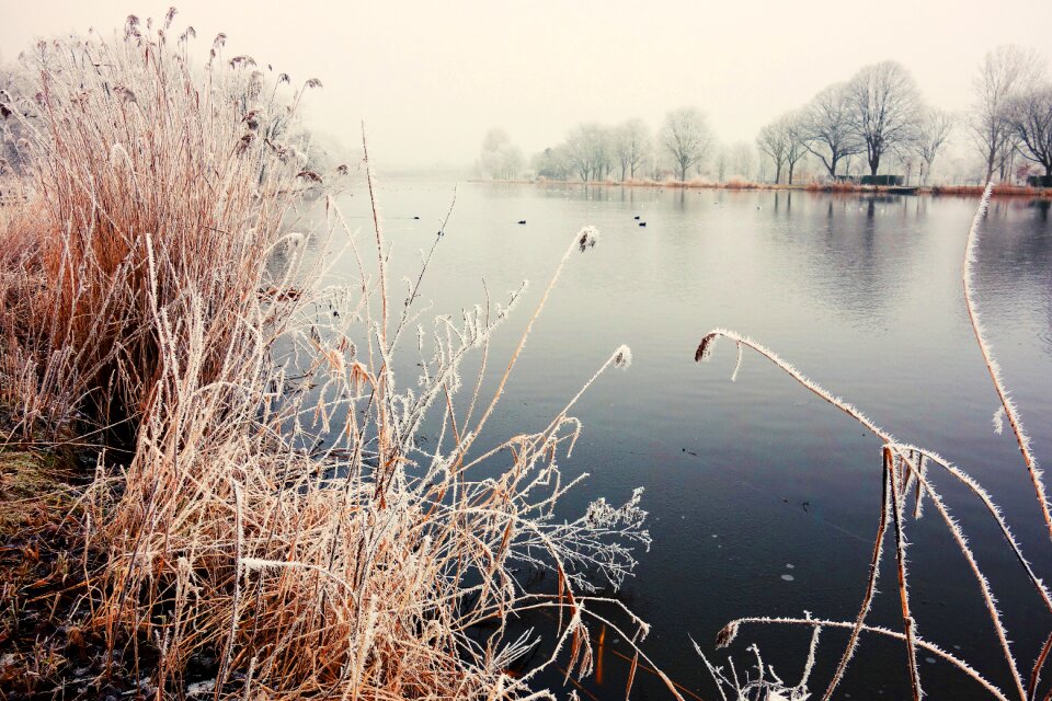 Hoarfrost winter winter scene