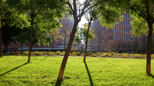 Trees buildings backlight