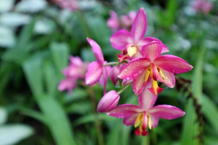 Ornamental kind of wood orchid