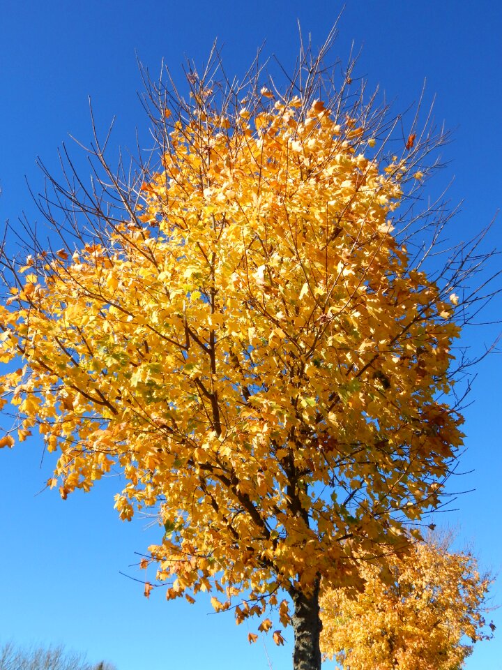 Leaves yellow maple photo