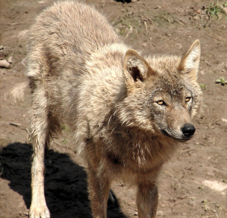 Wolf canis lupus animal