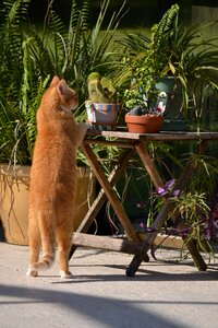 Cat standing on hind legs curious