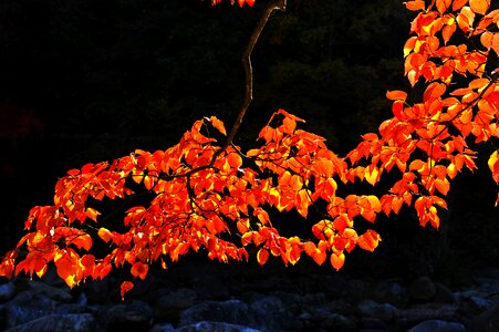 Autumn leaves jiri pia country walk photo