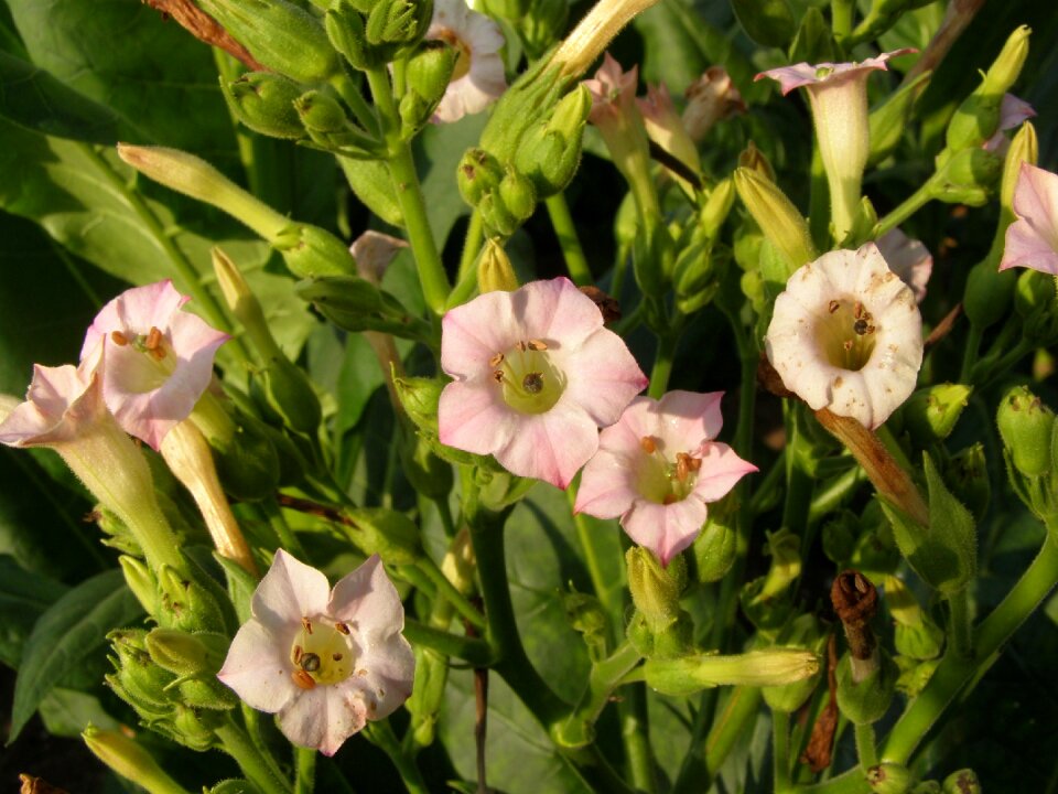 Full blossom bloom