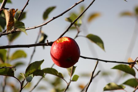 Fruit fetus garden
