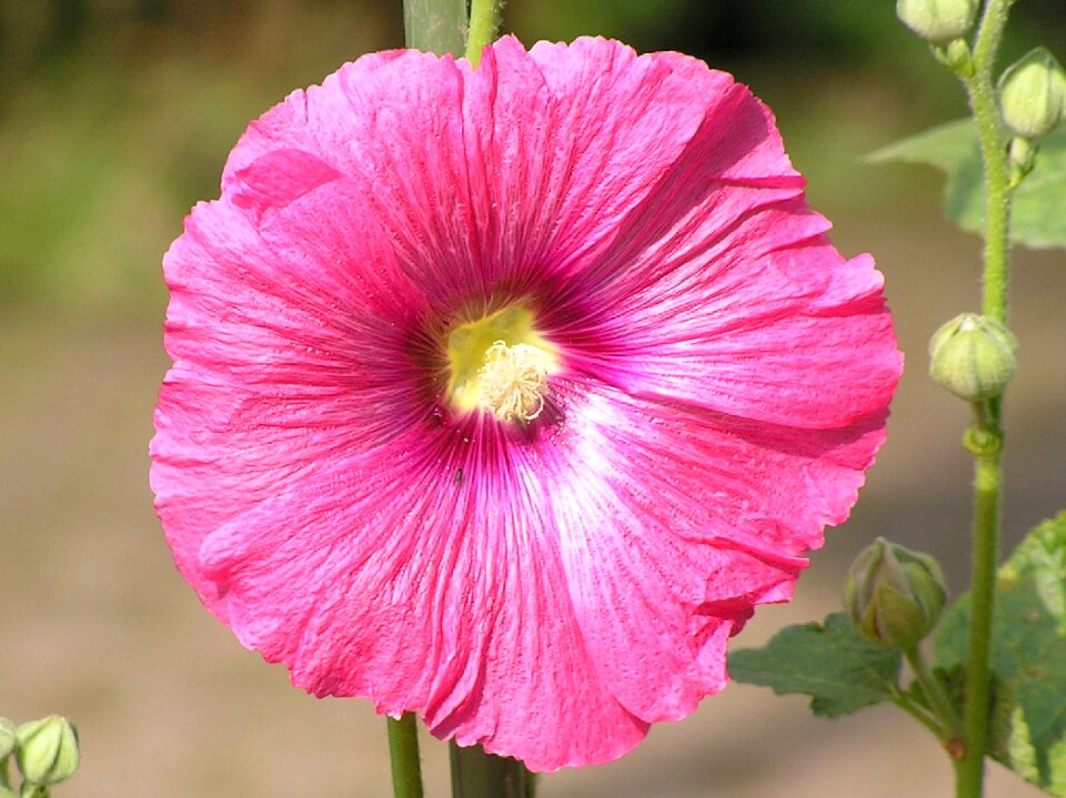 Bloom flower garden plant