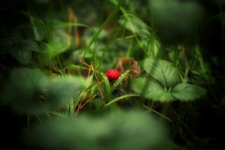 Red fruit delicious photo