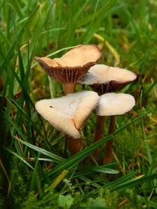 Grass green nature agaric
