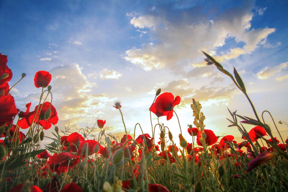 Poppies sunset field