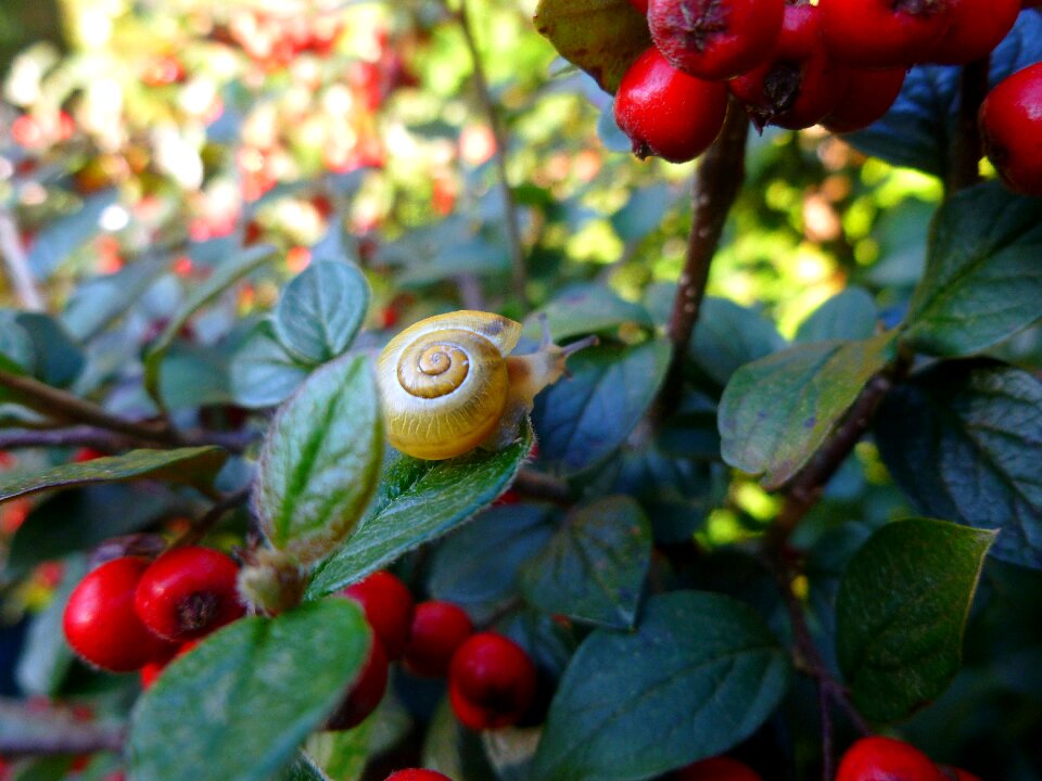 Nature shell animal