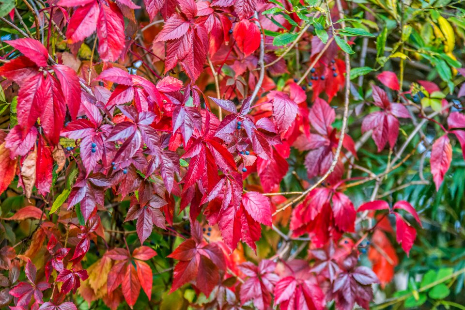 Burgundy autumn nature