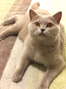 Cat pet Free photos