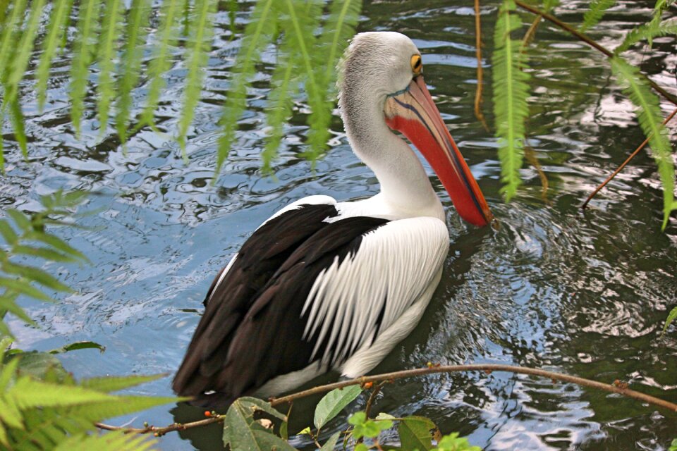 Feathered race birds nature pelican