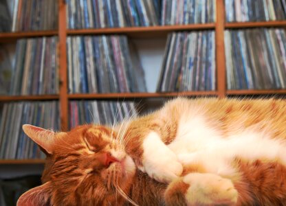 Red cat relax relaxed
