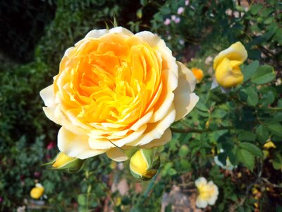 Nature yellow plant photo