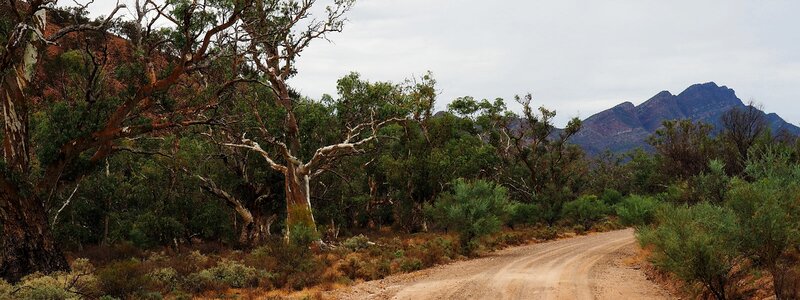 Dead trees barren mountains photo