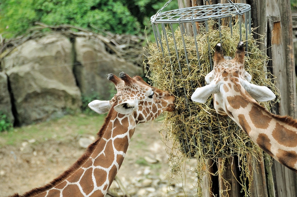 Head nature animals