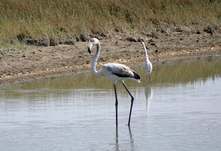 Young phoenicopterus roseus wildlife