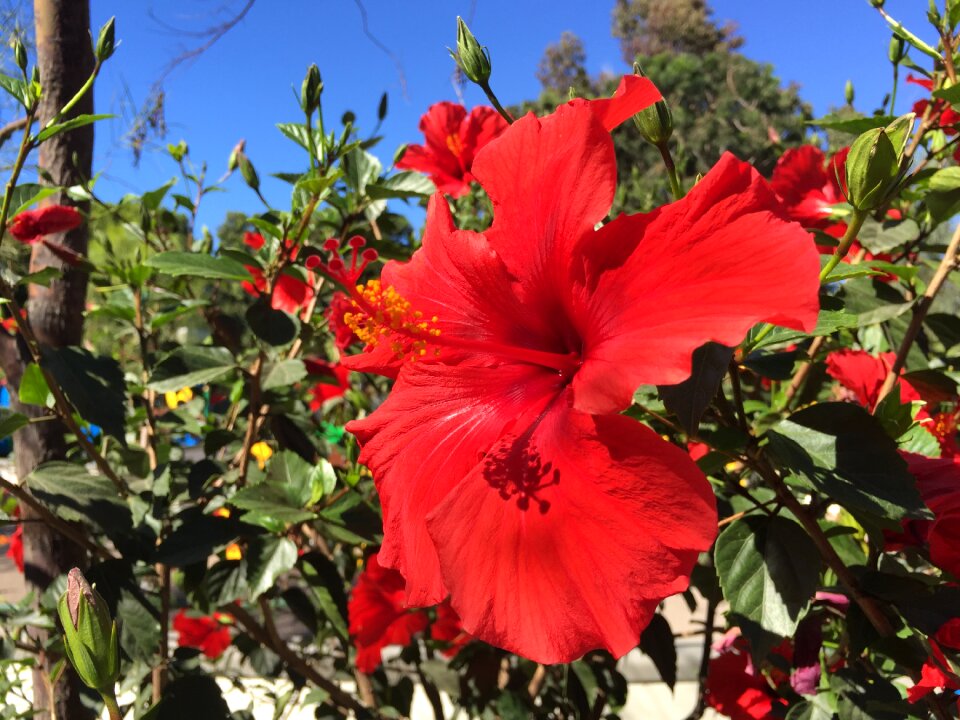 Nature floral summer