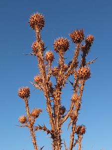 Dry flower nature