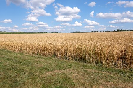 Scenic wheat cereals photo