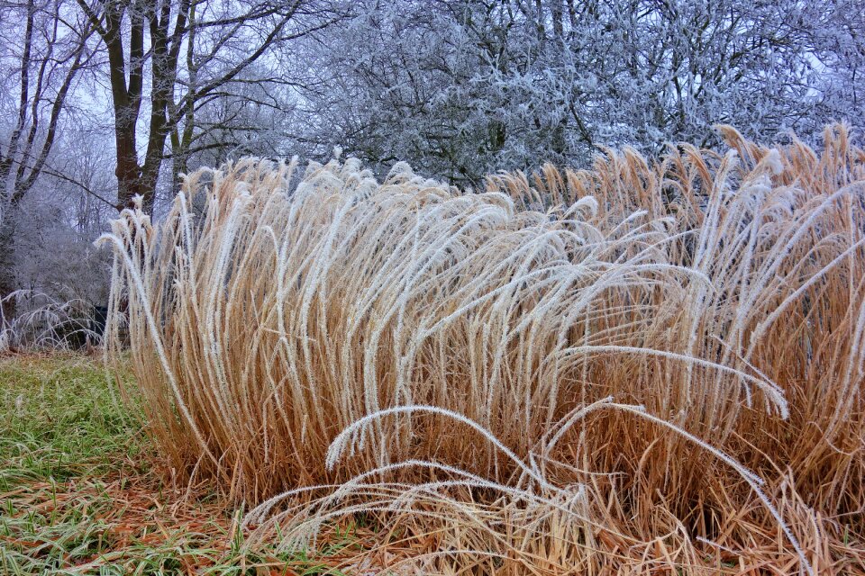 Park winter scene wintry