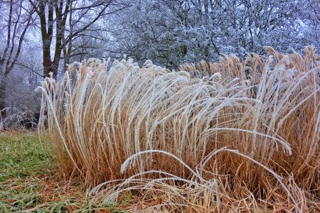 Park winter scene wintry