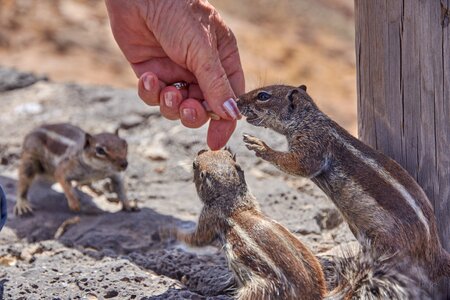 Hand nuts nager photo