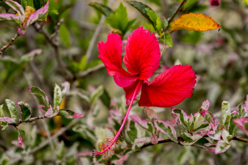 Garden plant flowers