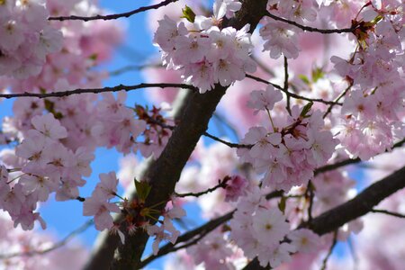 Tree branches pink flowering photo