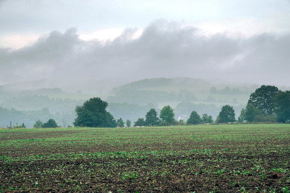 Meadow the fog forest