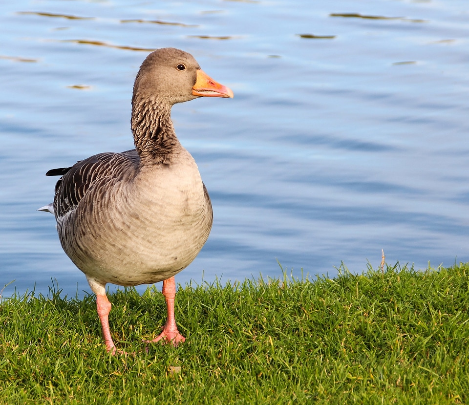 Bird water bird water