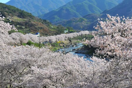 Jiri spring cherry blossom photo