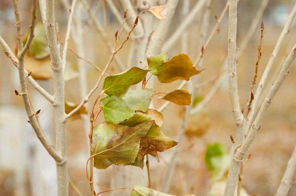 Autumn leaves autumn nature nature
