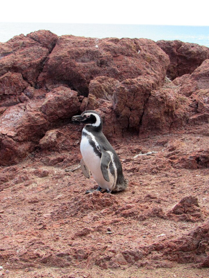 Patagonia south penguin patagonico