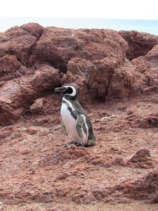 Patagonia south penguin patagonico