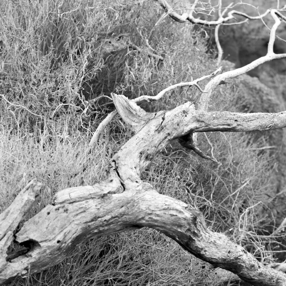 Drought desert cracks